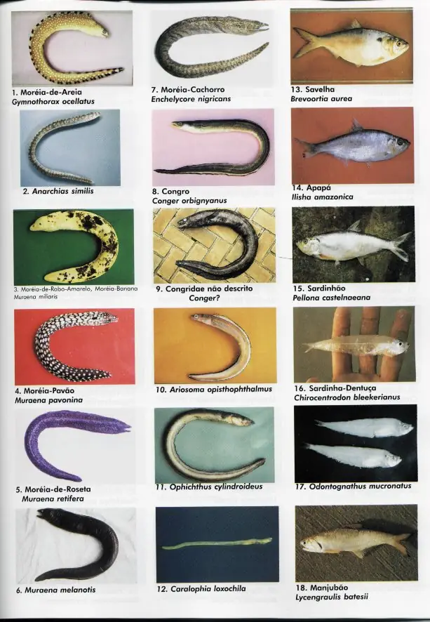peixes01