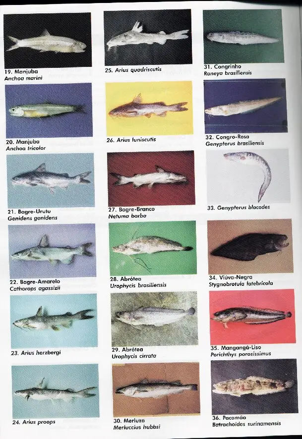 peixes02