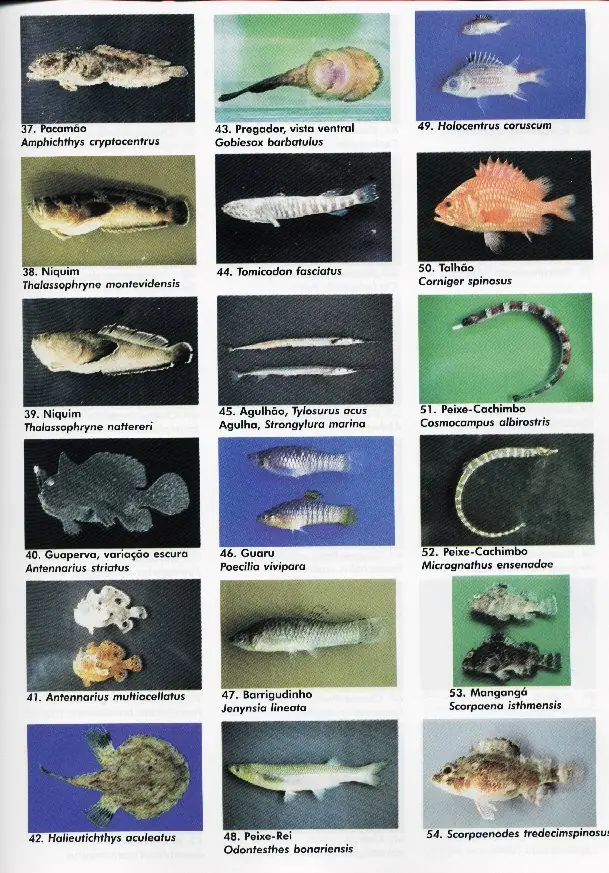 peixes03