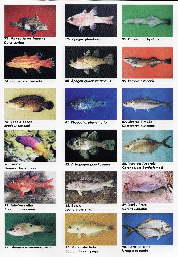 peixes05