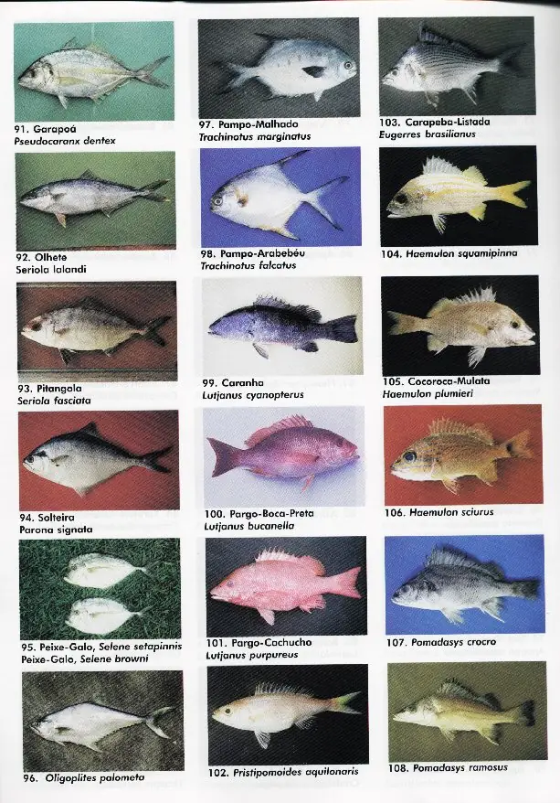 peixes06