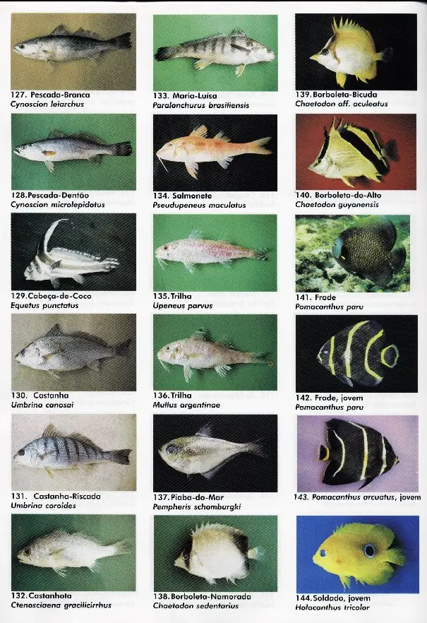 peixes08