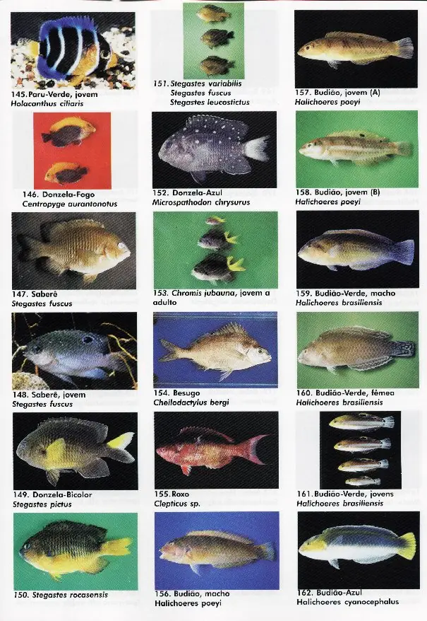 peixes09