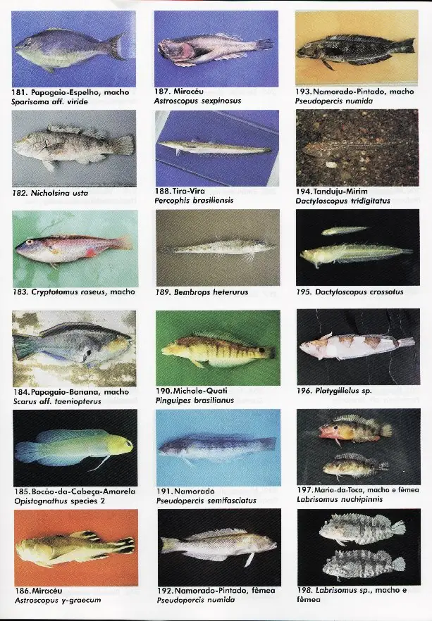 peixes11