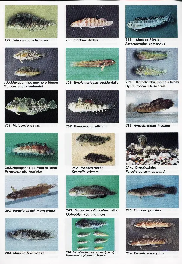 peixes12