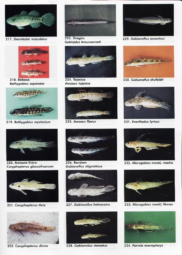peixes13